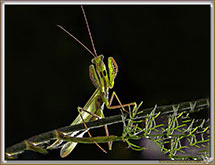 Mantes